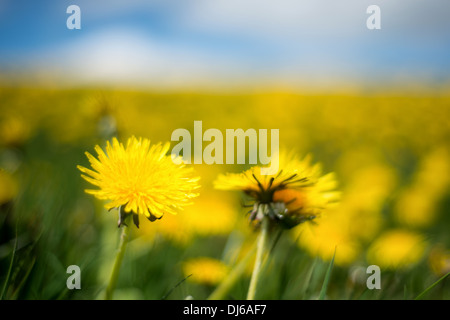 Löwenzahn-Feld. Stockfoto