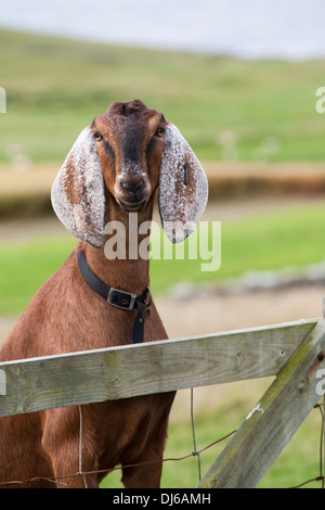 Brauner Anglo-nubische Ziege auf Fair Isle, Shetland Stockfoto