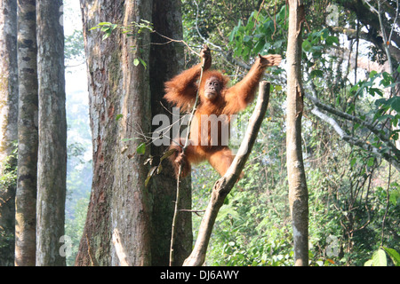 Orang-Utan schwingen von Baum zu Baum in Bukit Lawang, Sumatra, Indonesien Stockfoto