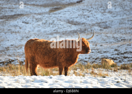 Highland-Kuh stehend in einer Winterlandschaft. Stockfoto