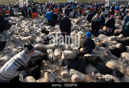 Schaf Round-Up in Reykholt im Herbst Südisland. Nachdem die Aufrundung Schafe sind Stifte sortiert und von den lokalen Landwirten gesammelt. Stockfoto
