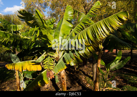 Bananenbaum. Blumen und Früchte Stockfoto