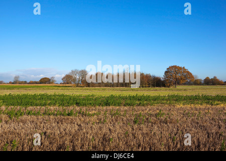 Bunter Herbst Bäume und weedy Stoppelfeldern in der Kulturlandschaft des Vale of York unter blauem Himmel Stockfoto