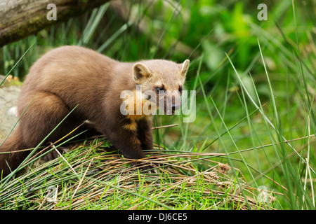 Europäischen Baummarder, Martes martes Stockfoto