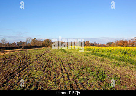 Stoppelfeldern und Senf blühende Pflanzen mit bunten Herbst-Bäume in der Kulturlandschaft des Vale of York Stockfoto