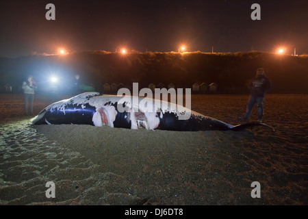 Weibliche Zwergwal gefunden tot auf Cromer Beach am 22. November 2013 Stockfoto