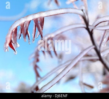 Künstlerische Nahaufnahme von einem gefrorenen Baum verzweigt und Eis bedeckte Blätter gegen blauen Himmel Stockfoto