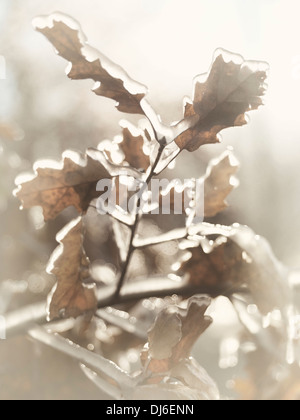 Gefrorene Zweig der Eiche Blätter mit Eis bedeckt. Künstlerische abstrakte Herbst Natur Nahaufnahme. Stockfoto