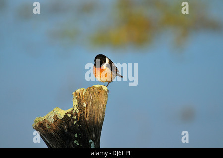 Tarabilla En Su Posadero, Parque natural, Vida salvaje Stockfoto