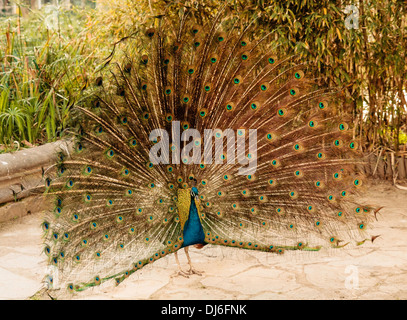 Pfau mit verlängerten Heck Stockfoto