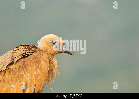 Buitre, Vida Salvaje, Naturaleza Virgen, Geier, Wild, Wildnis Stockfoto