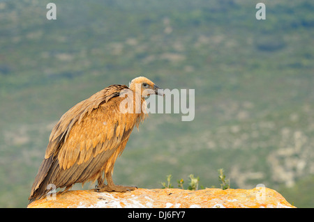 Buitre, Vida Salvaje, Naturaleza Virgen, Geier, Wild, Wildnis Stockfoto