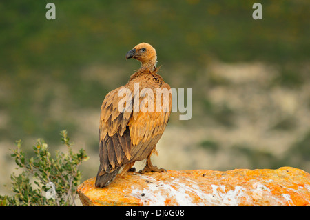 Buitre, Vida Salvaje, Naturaleza Virgen, Geier, Wild, Wildnis Stockfoto