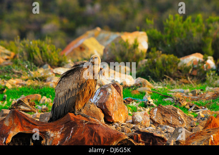 Buitre, Vida Salvaje, Naturaleza Virgen, Geier, Wild, Wildnis Stockfoto