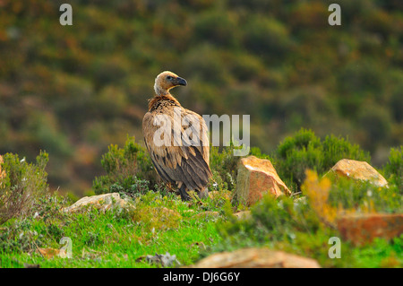 Buitre, Vida Salvaje, Naturaleza Virgen, Geier, Wild, Wildnis Stockfoto