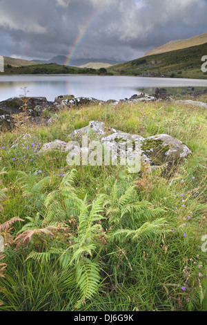 Sonnenaufgang über dem Llynnau Mymbyr. Es regnete auf der anderen Seite des Sees in Richtung Snowdon, einen Regenbogen zu schaffen. Stockfoto