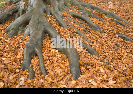 Gemeinsame Wurzeln der Buche, Fagus Sylvatica, ausgesetzt sind, während der Boden im Herbst/Herbst in orange Laub bedeckt ist Stockfoto
