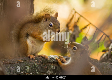 Zwei amerikanische rote Eichhörnchen im Herbst Licht. Stockfoto