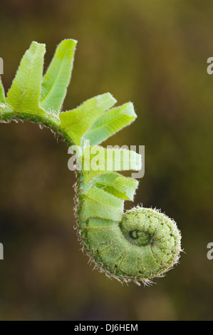 Farn Wedel Uncurling im Frühjahr Stockfoto