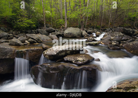 Mittlere Zinke des Little Pigeon River im Nationalpark Great Smoky Mountains in Tennessee Stockfoto