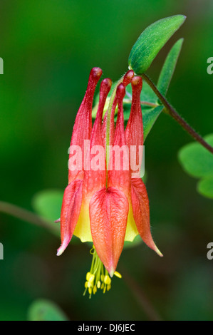 Wilde Columbine Blume Stockfoto