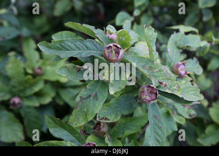 Mispel Frucht am Baum im Garten wächst Stockfoto