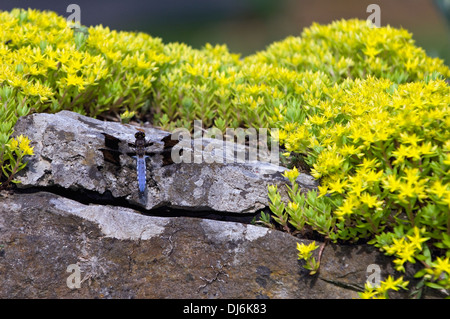 Gemeinsamen Whitetail Libelle auf Stein Wand bedeckt Sedum im Frühjahr Mill State Park in Indiana Stockfoto