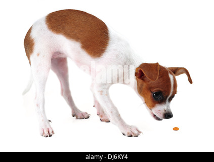 Chihuahua Essen isoliert auf weiss Stockfoto