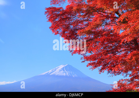 Mt. Fuji mit roten Blättern, Yamanashi, Japan Stockfoto