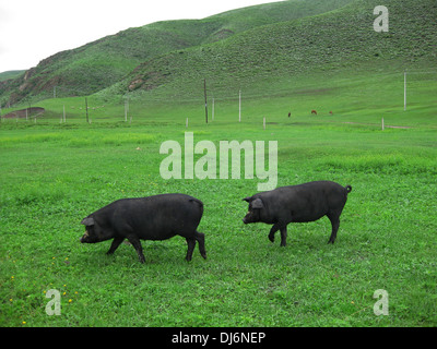 Zwei schwarze Katze im er Bei prairie Stockfoto