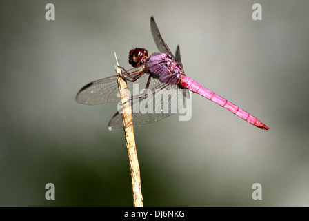 Rosigen Skimmer Orthemis Ferruginea Mitchell See Audubon San Antonio Texas USA Stockfoto