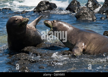 Hawaiian Mönch Dichtungen Monachus Schauinslandi Ka'ena Point State Park Hawaii USA Stockfoto