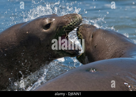 Hawaiian Mönch Dichtungen Monachus Schauinslandi Ka'ena Point State Park Hawaii USA Stockfoto