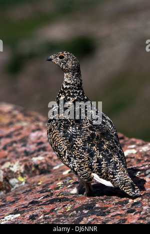 White-tailed Schneehühner Lagopus Leucura weiblichen Weminuche Wilderness Area Colorado USA Stockfoto