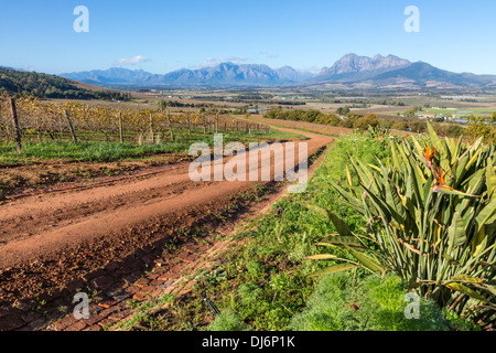 Südafrika, Paarl Gegend, in der Nähe von Kapstadt. Malerische Landschaft. Weinberg im Winter auf der linken Seite. Stockfoto