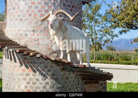 Südafrika. Eine Saanen Ziege, eine Schweizer Rasse, auf dem Ziegen-Turm in Fairview Winery, Paarl Gegend, in der Nähe von Kapstadt. Stockfoto