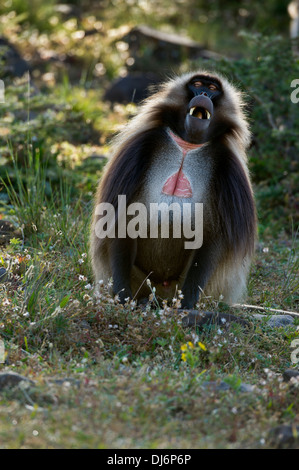 einen männlichen Gelada Pavian zeigt seine Zähne Stockfoto