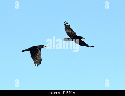 Rook Corvus frugilegus Stockfoto