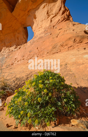 Wildblumen, Partition Arch, Devils Garden, Arches-Nationalpark, Utah, USA Stockfoto