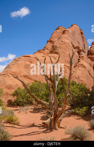 Toten Juniper Tree, Arches-Nationalpark, Utah, USA Stockfoto