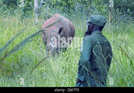 Wildhüter in engem Kontakt mit einem weißen Nashorn an Ziwa Rhino Sanctuary, Uganda Stockfoto