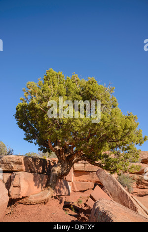 Utah-Wacholder, Juniperus Osteosperma, Dead Horse Point State Park, Utah, USA Stockfoto