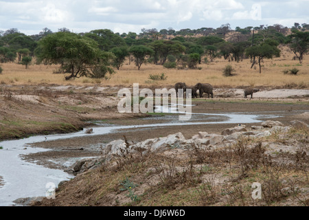 Kleine Familie Herde Elefanten durch einen gewundenen Fluss in Tansania, auf einer afrikanischen Safari Stockfoto