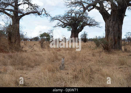 Ein Leopard sitzend in offenen Gras inmitten baobab Bäume auf einer afrikanischen Safari Stockfoto