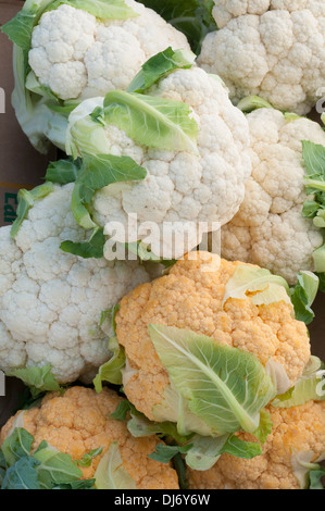 Blumenkohl in einer Box frisch vom Bauernmarkt. Produzieren, Orange und weiß Blumenkohl Stockfoto