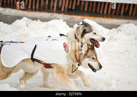 Zwei Hunde laufen in den Iditarod Schlittenhunderennen, Anchorage, Alaska Stockfoto