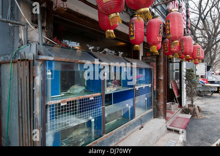 Restaurant mit frischen Fischen in Hutong Gegend, Peking, China Stockfoto