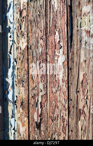 Abplatzungen und verblassen der Farbe auf Holztür Stockfoto