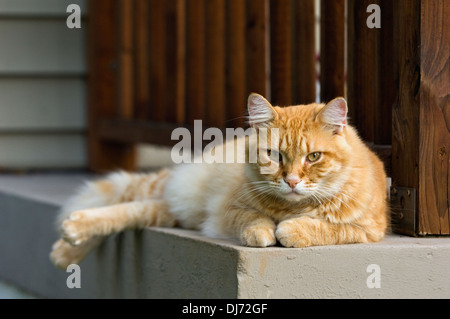 Warnung Orange Tabby Katze ruht auf Veranda Stockfoto