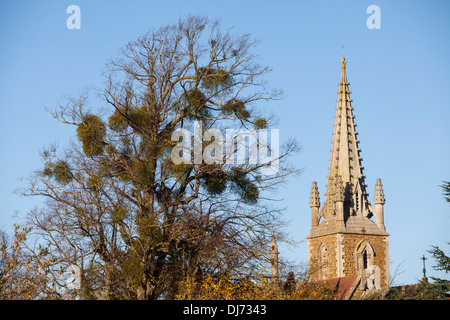 Ein Baum beladen mit Mistel an der Seite der Kirche St Mary the Virgin in Fretherne, Gloucestershire. Stockfoto